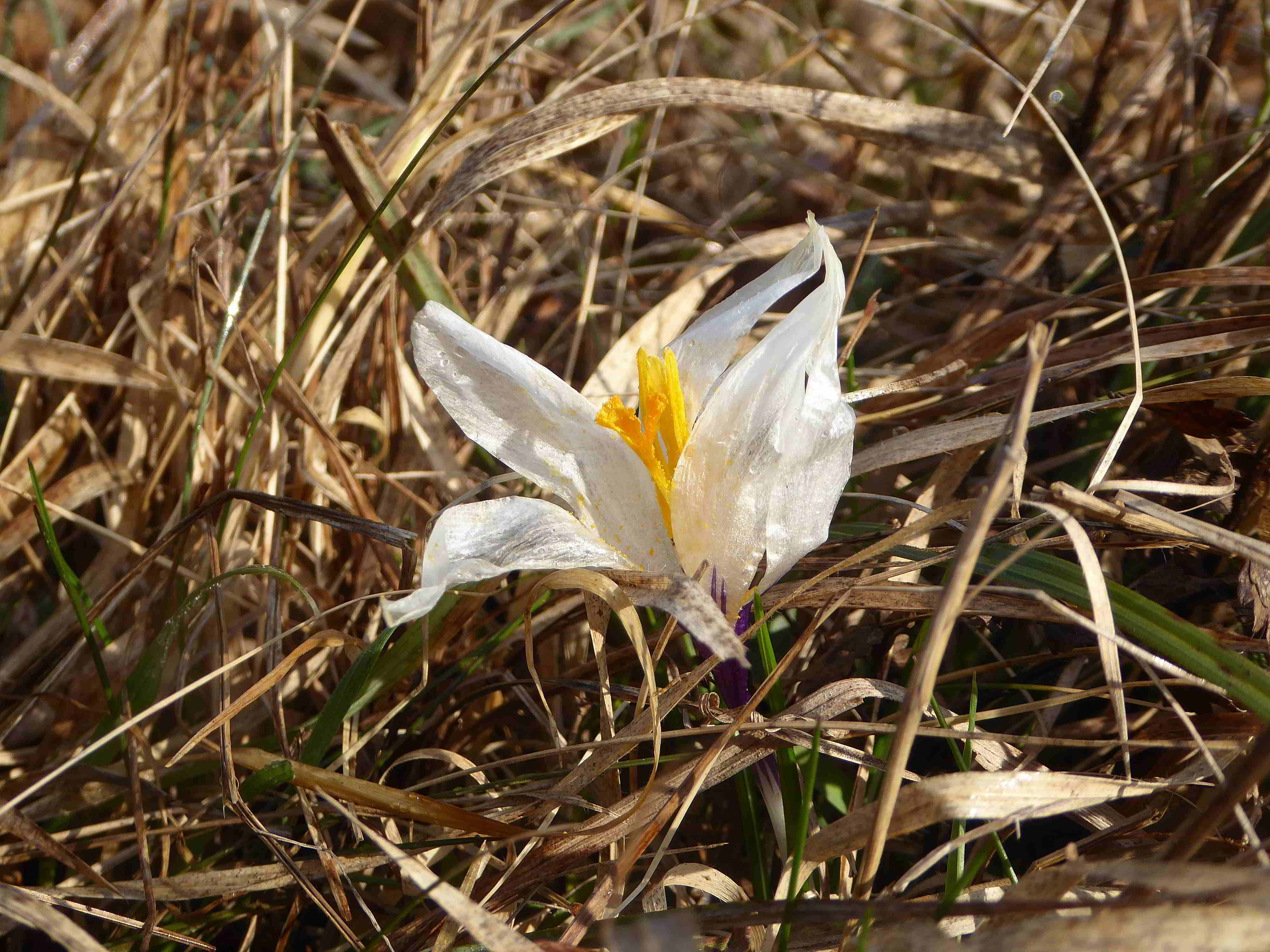 Seewiese-Kaltenleutgeben-25032018-(22).JPG