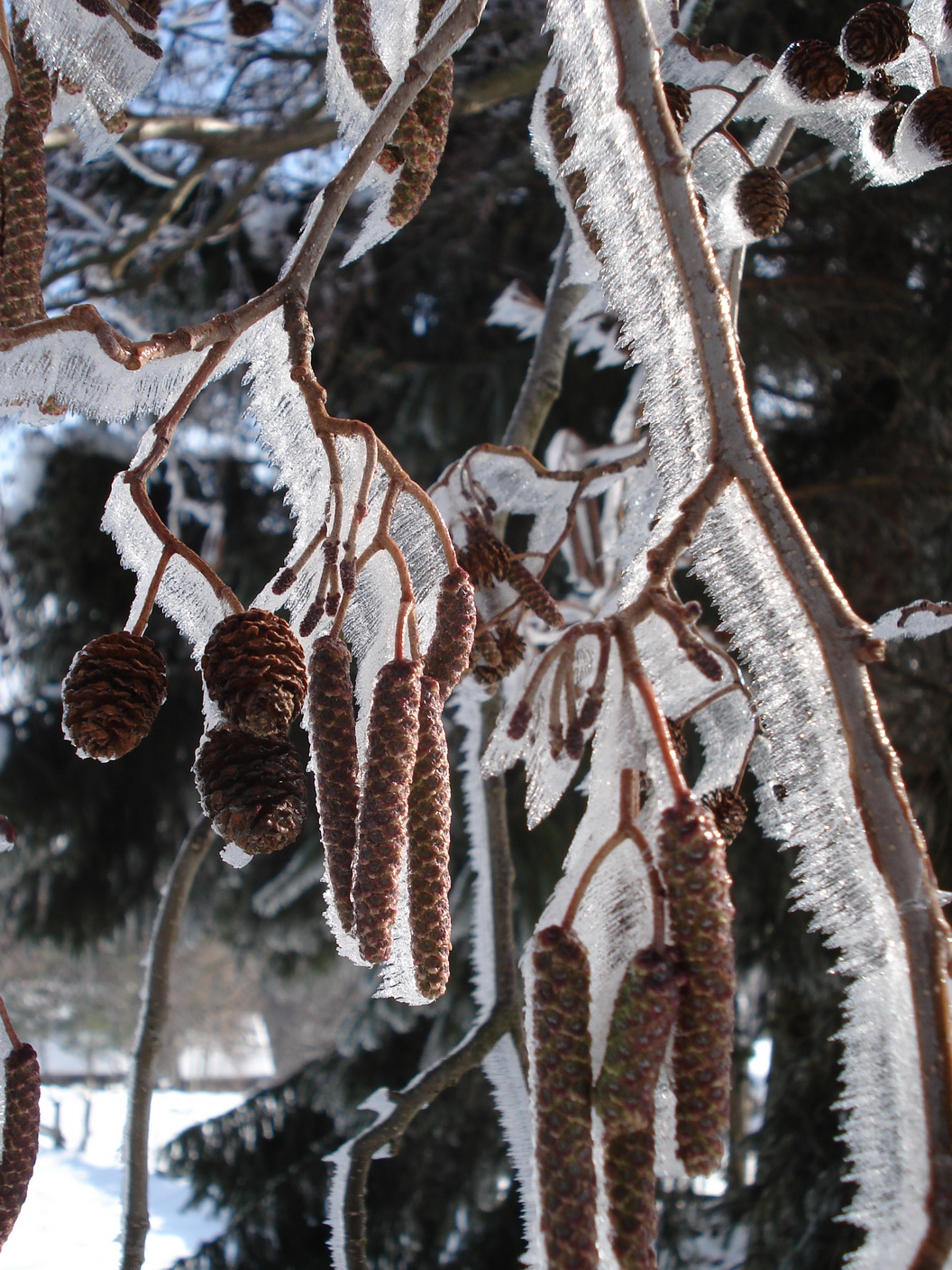 Alnus.glutinosa.St-Rosenkogel.JPG