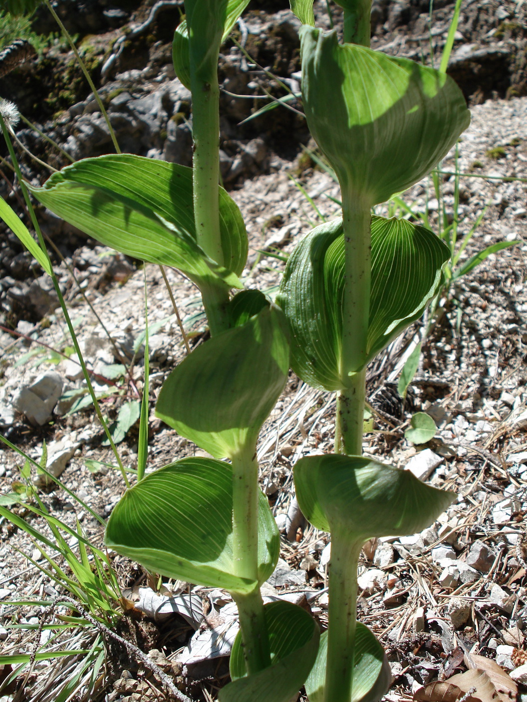 Epi.helleborine.ssp.orbicularis.Hochobir.JPG
