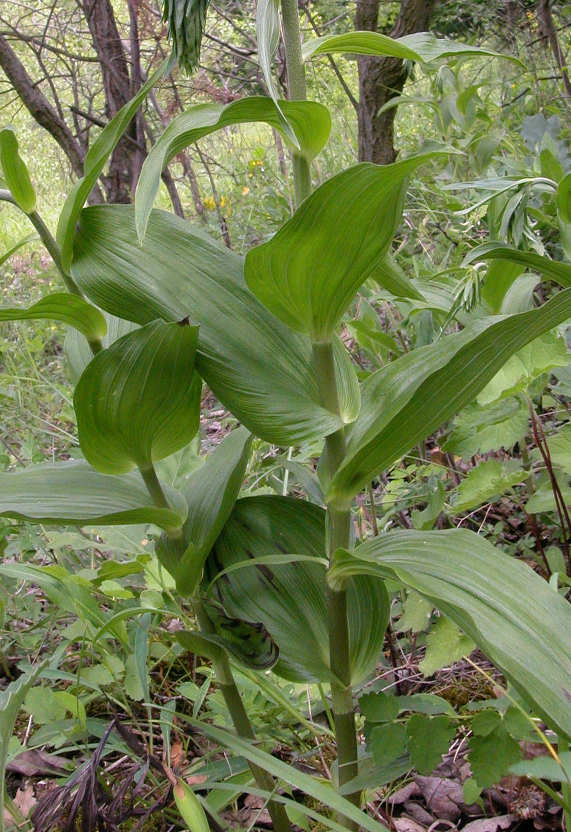 Epi.helleborine.ssp.helleborine.NÖ-Mannersdorf.JPG