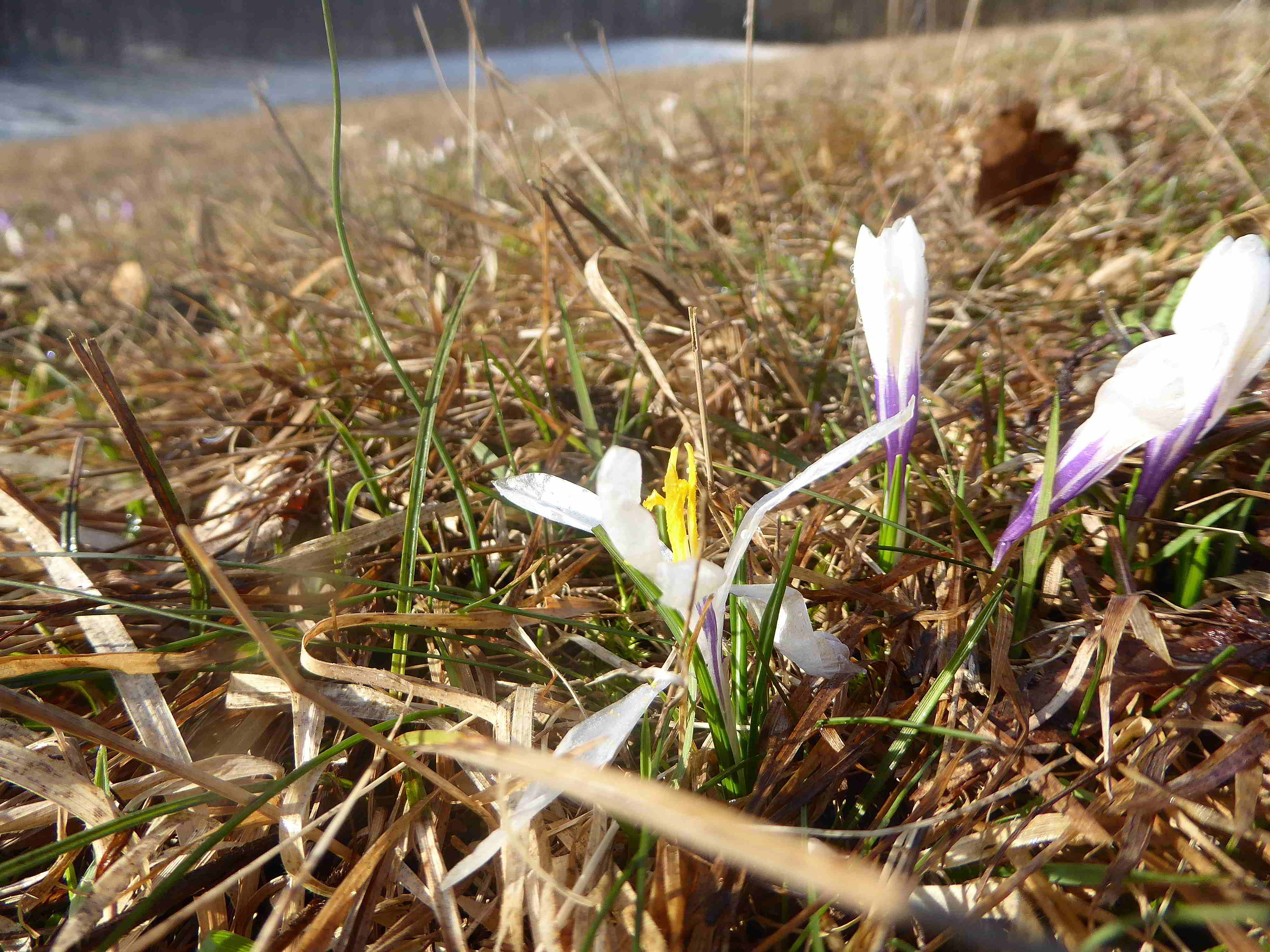 Seewiese-Kaltenleutgeben-25032018-(24).JPG