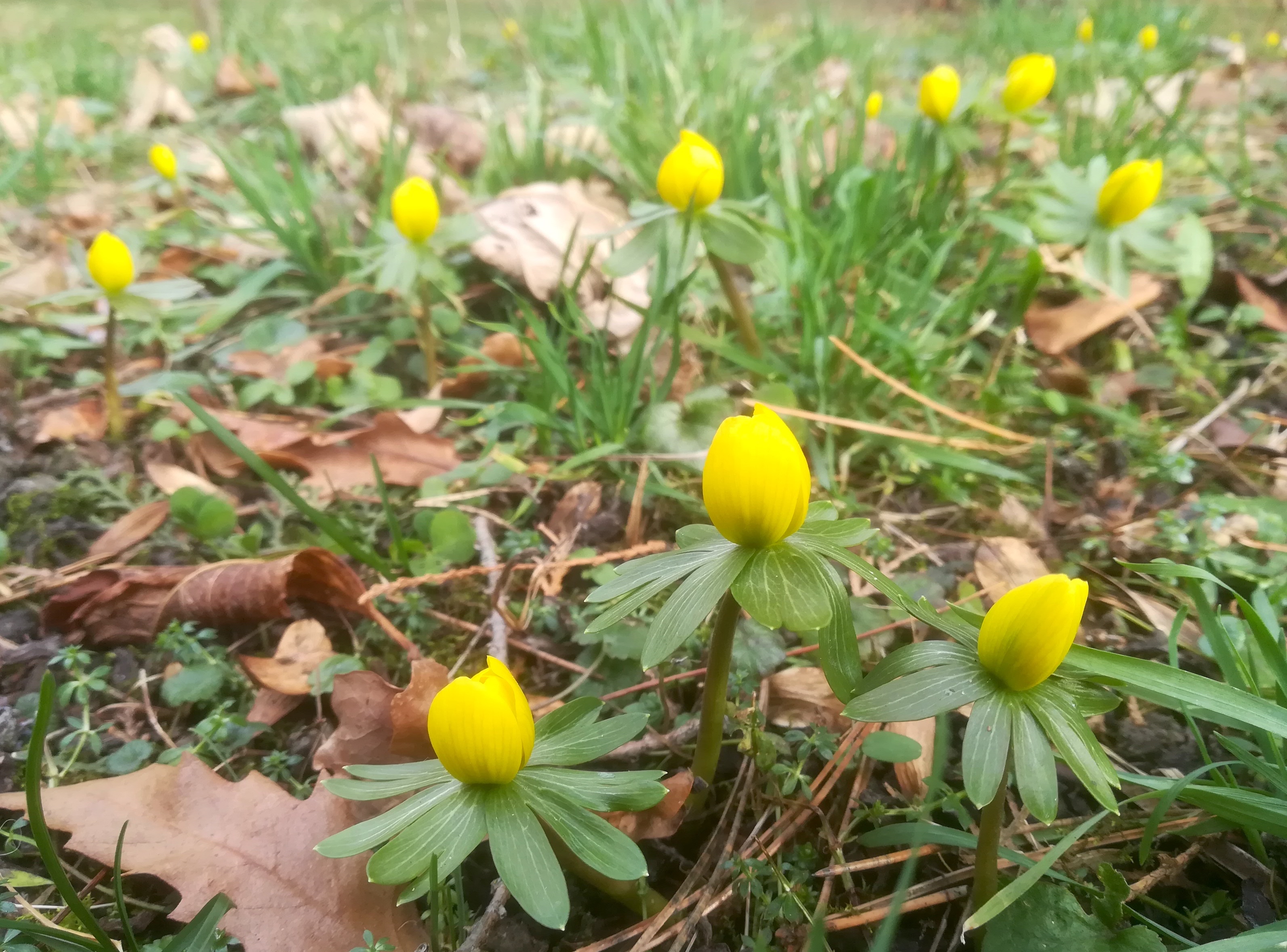 eranthis hyemalis botanischer garten wien_20220108_121917.jpg