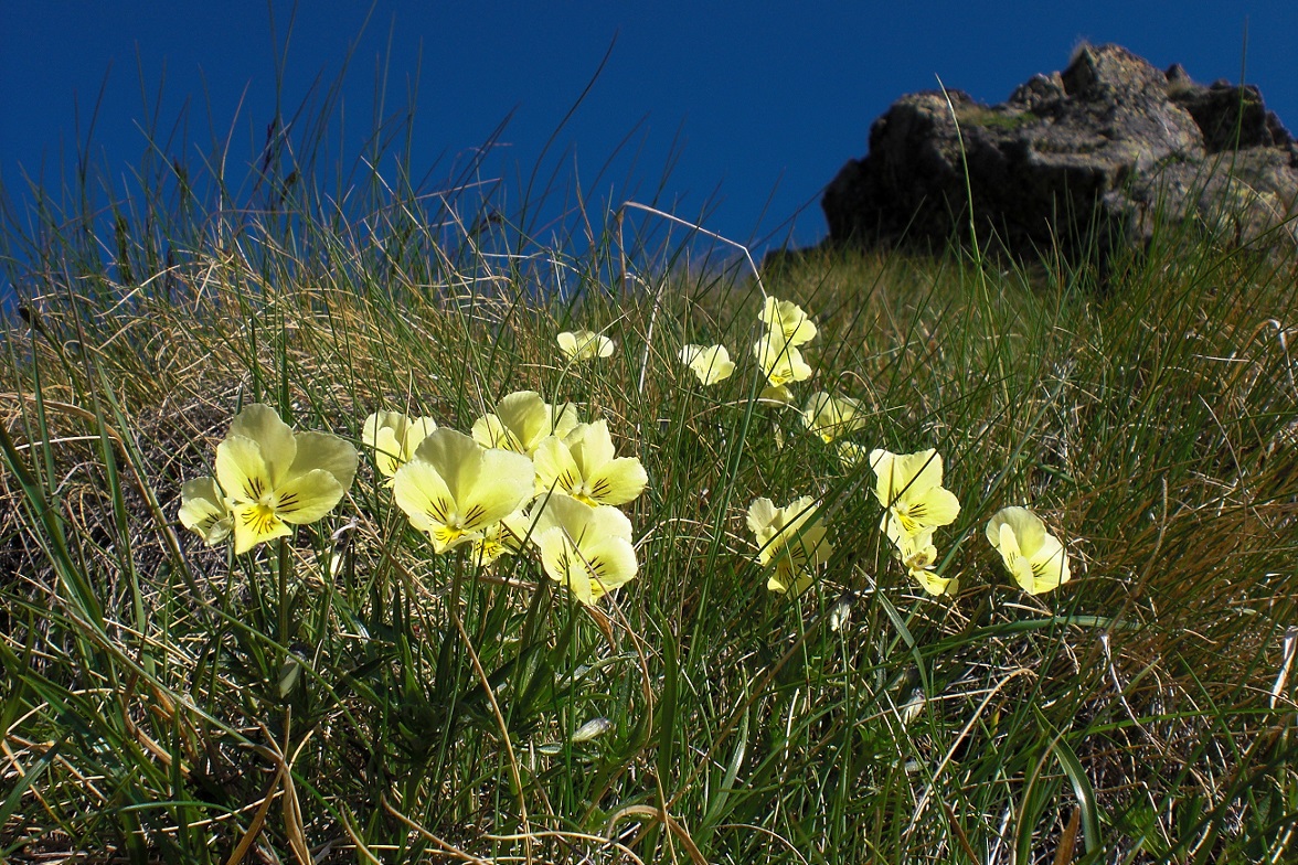 2015-06-12 CIMG0145 Gelbes Alpenveilchen.JPG