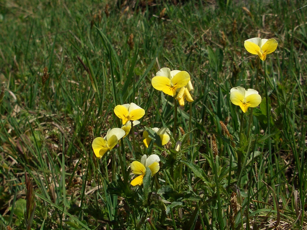 2015-05-11 HochstadlbergCIMG1735.1.JPG