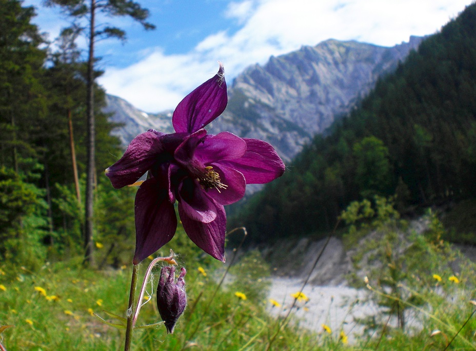 06-03-2015 Aquilegia sp..jpg