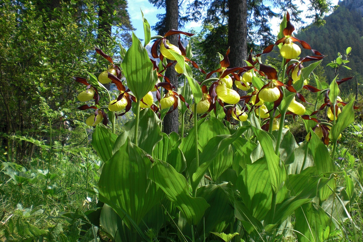 06-03-2015 Cypripedium calceolus.jpg