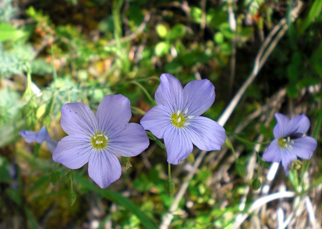 06-03-2015 Linum alpinum.jpg