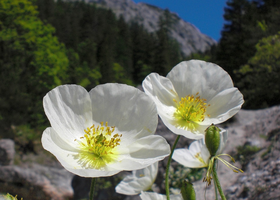 06-03-2015 Papaver alpinum subsp. sendtneri ).jpg