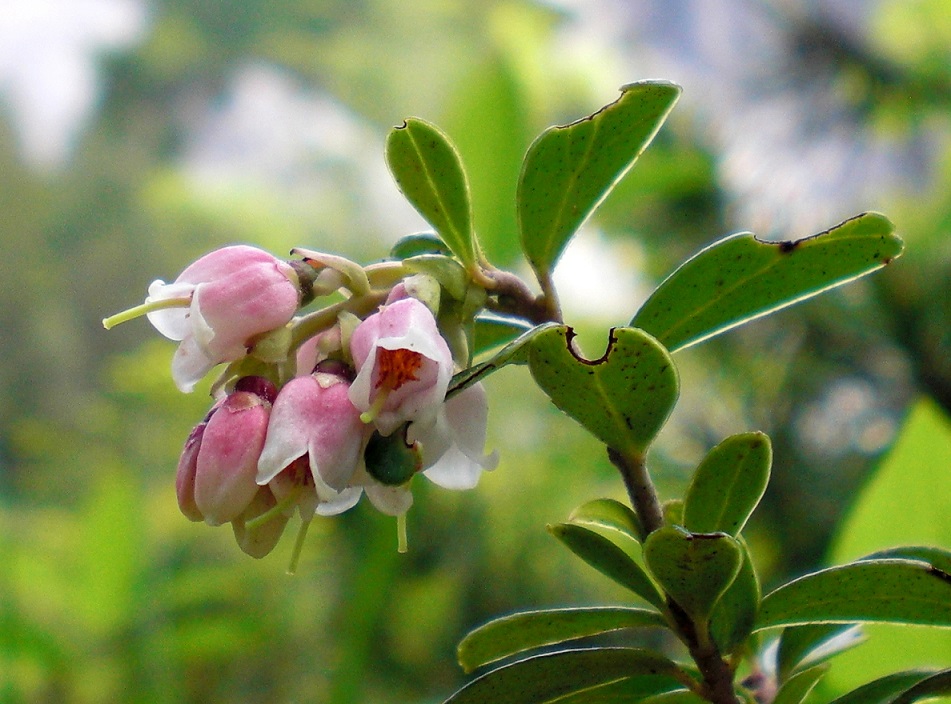 06-03-2015 Vaccinium vitis-idaea.jpg