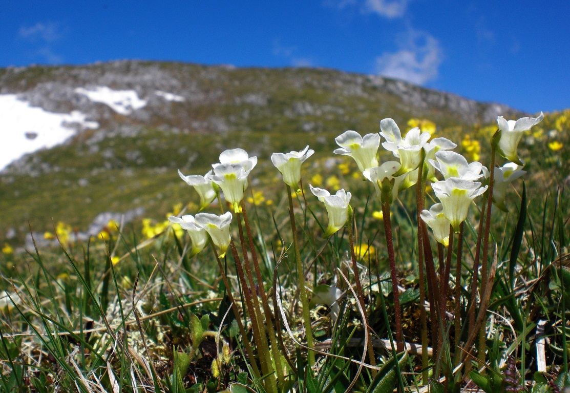 06-05-2015  Pinguicula alpina.jpg