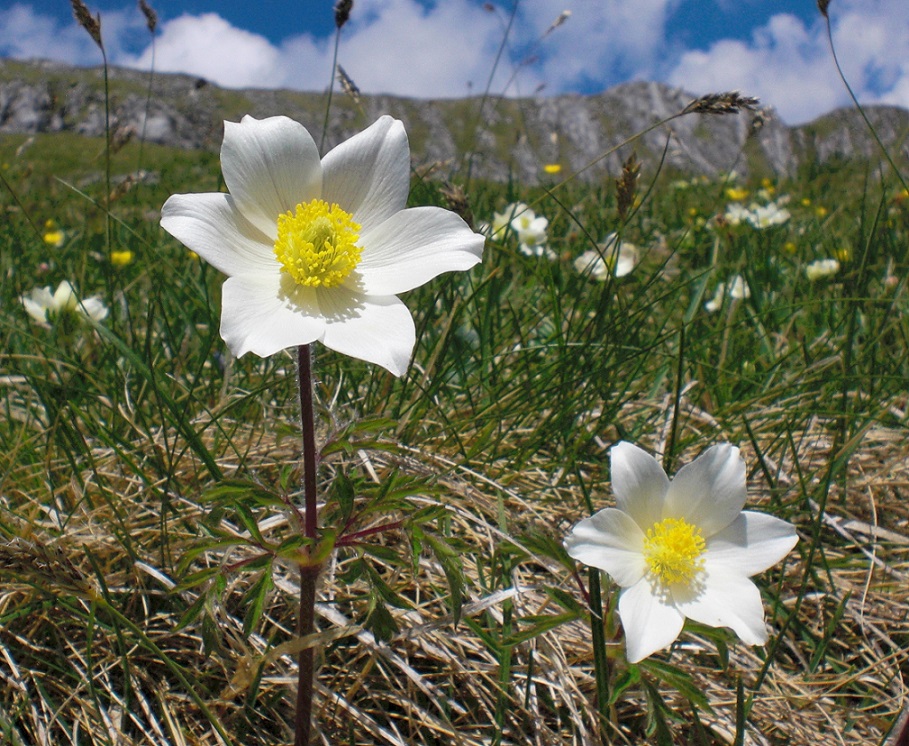 06-05-2015  Pulsatilla alpina subsp. alba.jpg