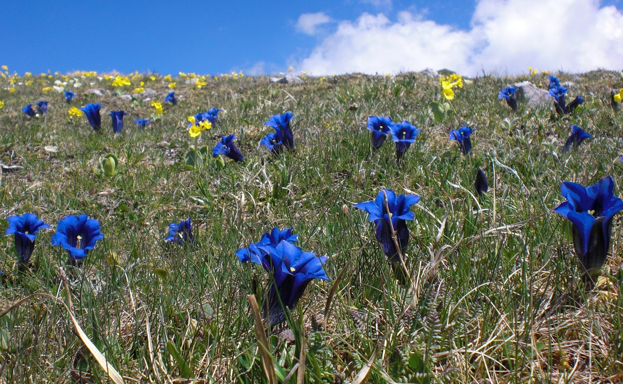 06-05-2015 Gentiana clusii.jpg