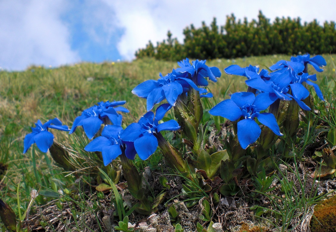 06-05-2015 Gerntina verna.jpg