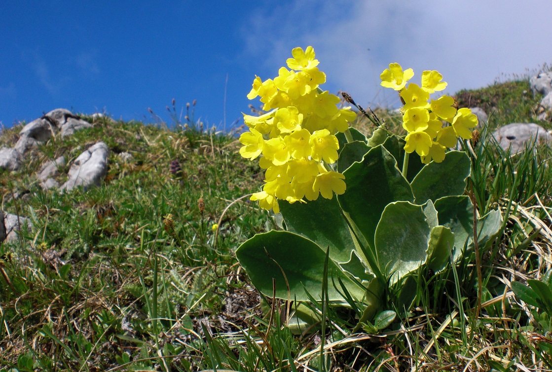 06-05-2015 Primula auricula.jpg