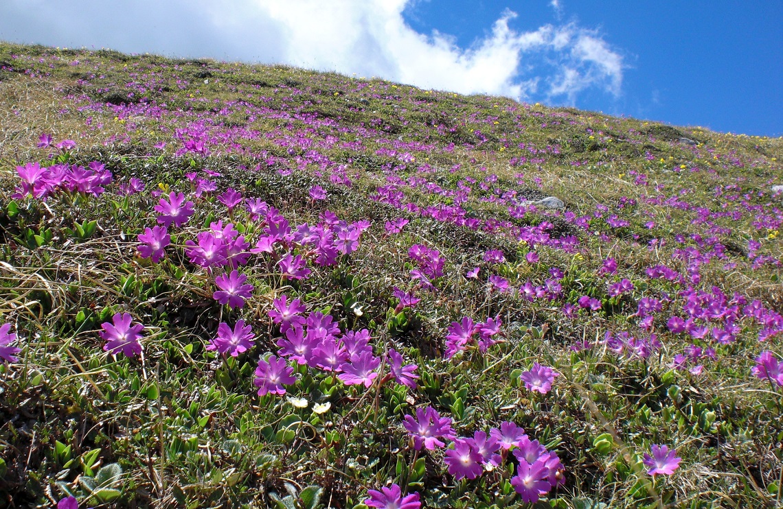 06-05-2015 Primula clusiana.jpg