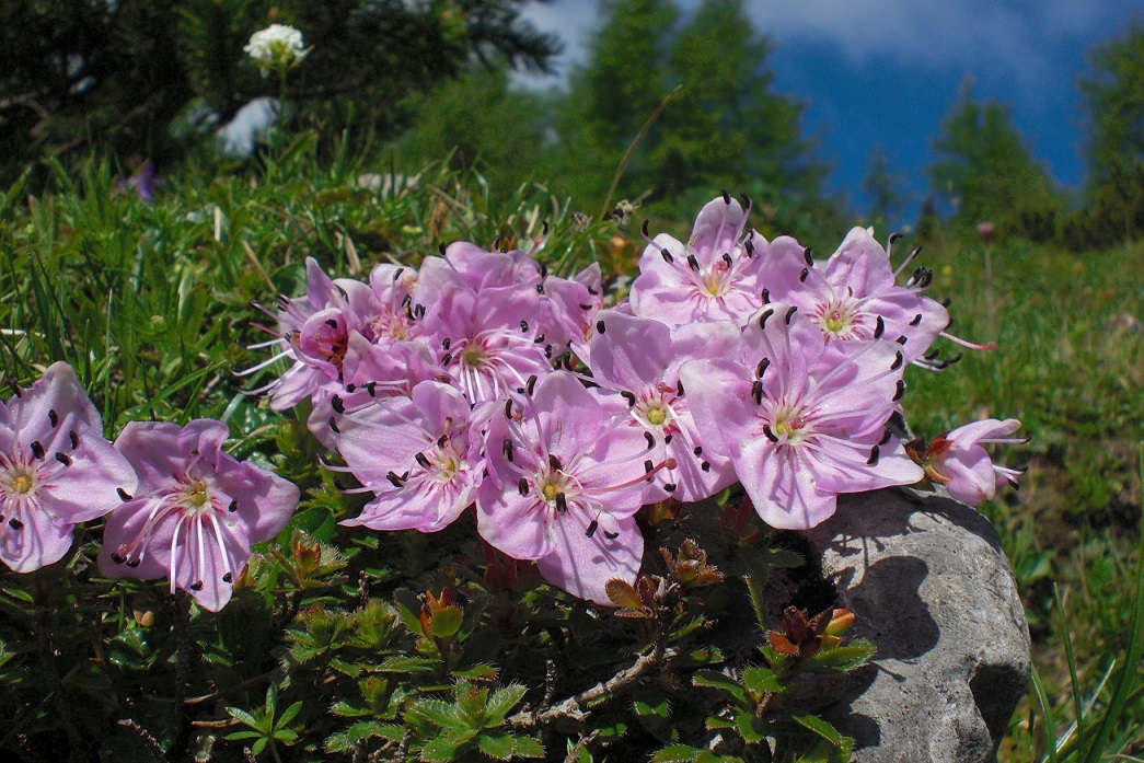 06-05-2015 Rhodothamnus chamaecistus.jpg