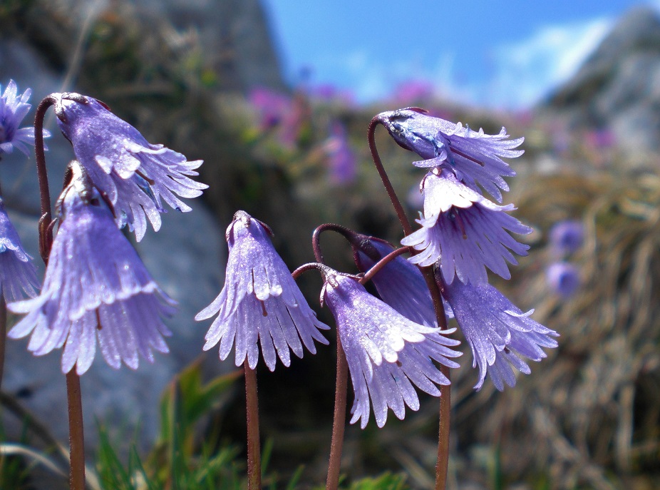 06-05-2015 Soldanella alpina.jpg