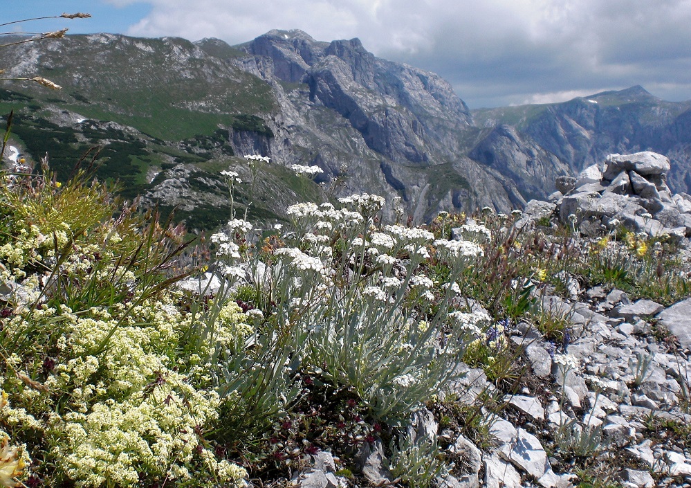 06-26-2015  Achillea clavennae   und Galium anisophyllon.jpg