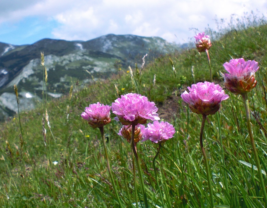 06-26-2015  Armeria alpina.jpg