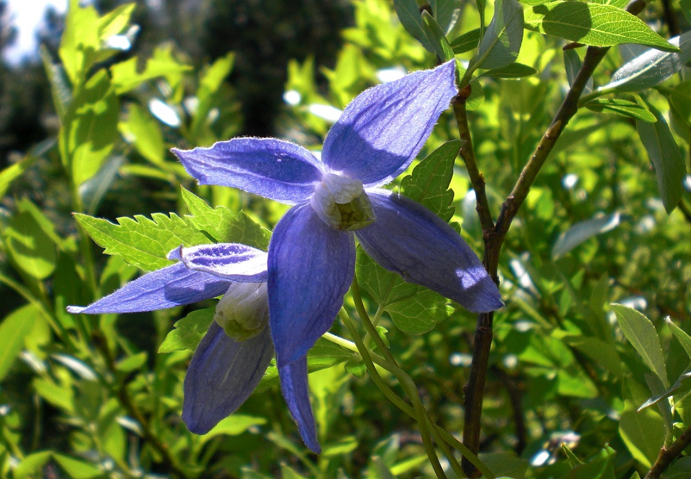 06-26-2015  Clematis alpina.jpg