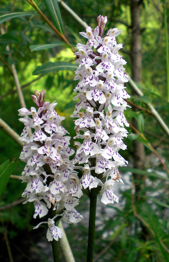 06-26-2015  Dactylorhiza fuchsii.jpg