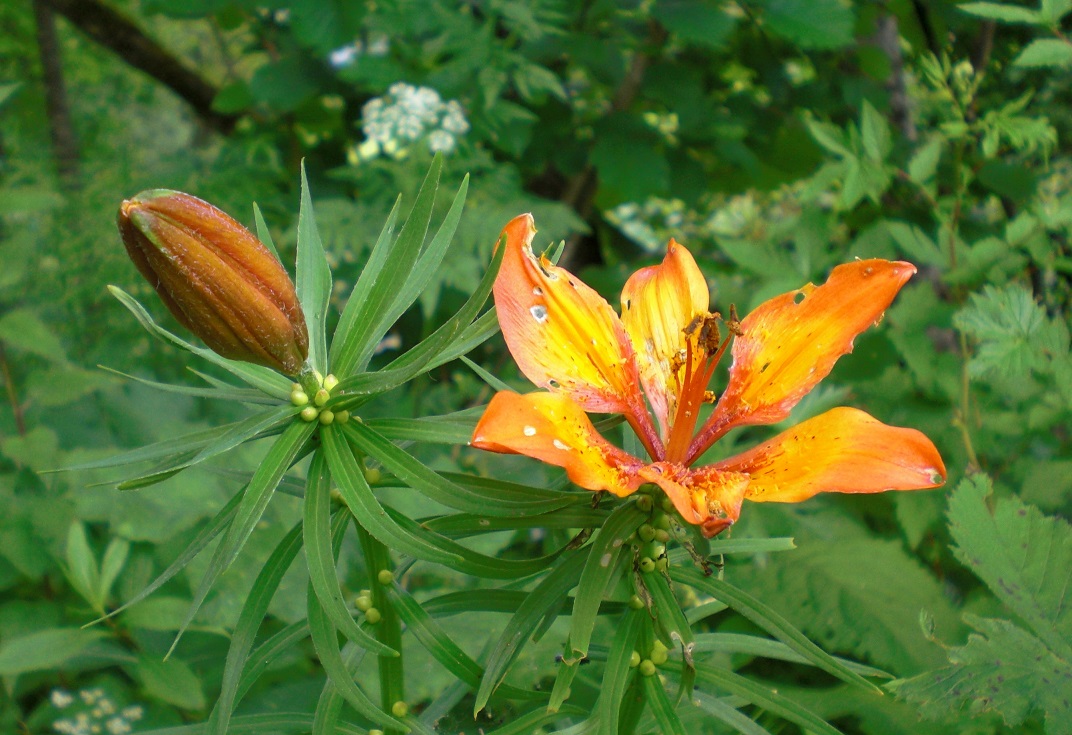 06-26-2015  Lilium bulbiferum subsp. bulbiferum.jpg