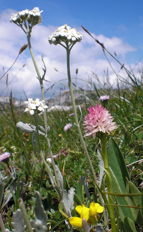 06-26-2015  Nigritella widderi und Achillea clavennae.jpg