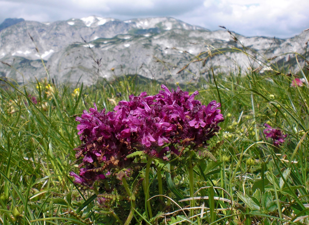 06-26-2015  Pedicularis verticillata.jpg