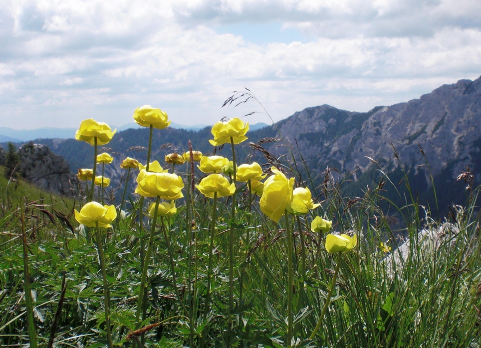 06-26-2015  Trollius europaeus.jpg