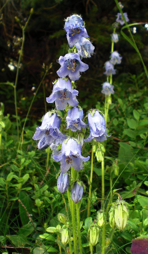 07-01-2015   Campanula barbata.jpg