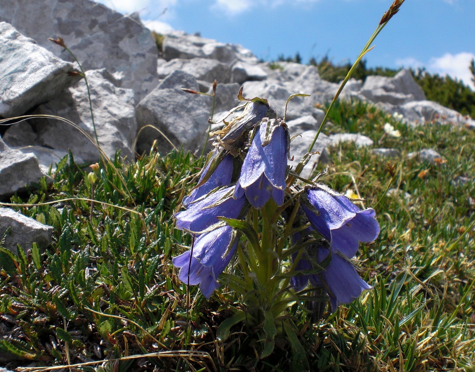 07-01-2015 Campanula alpina.jpg