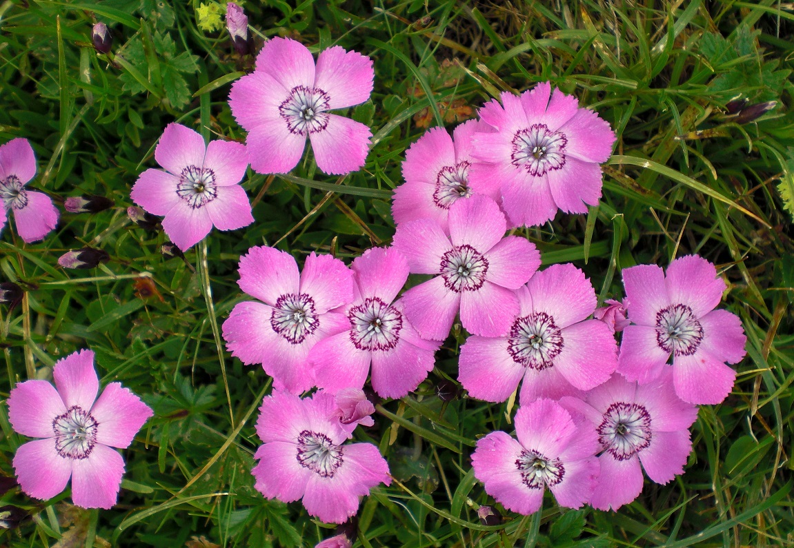 07-01-2015 Dianthus alpinus.jpg