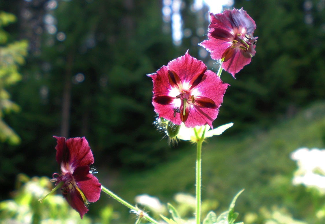 07-01-2015 Geranium phaeum  subsp. phaeum.jpg