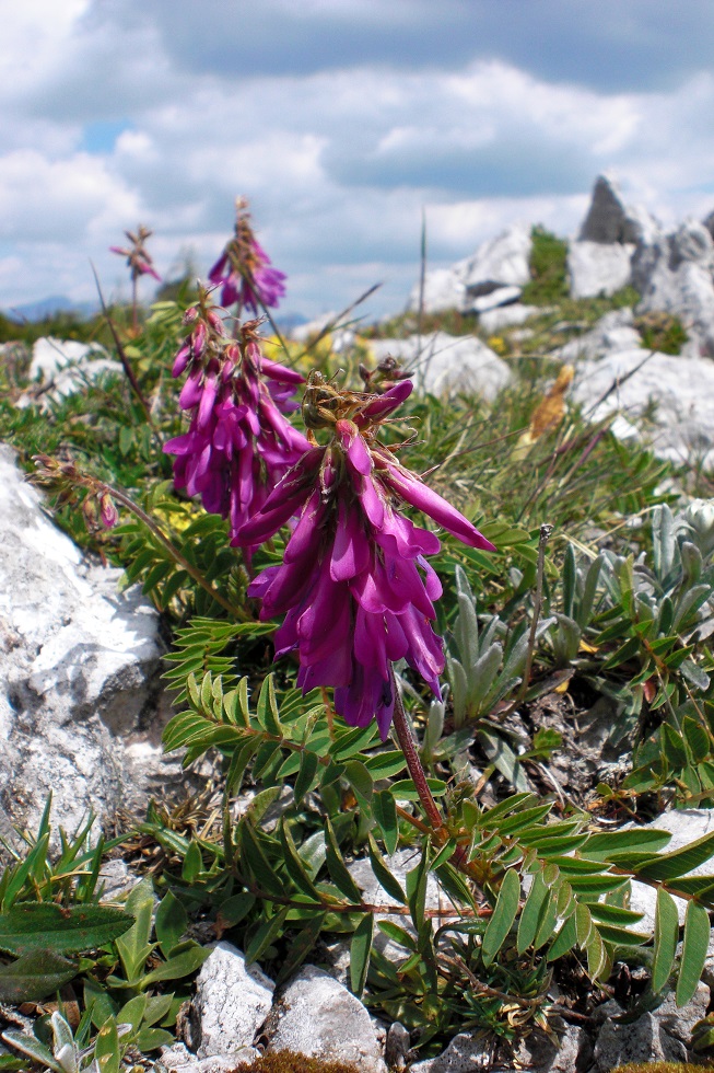 07-01-2015 Hedysarum hedysaroides subsp. hedysaroides.jpg