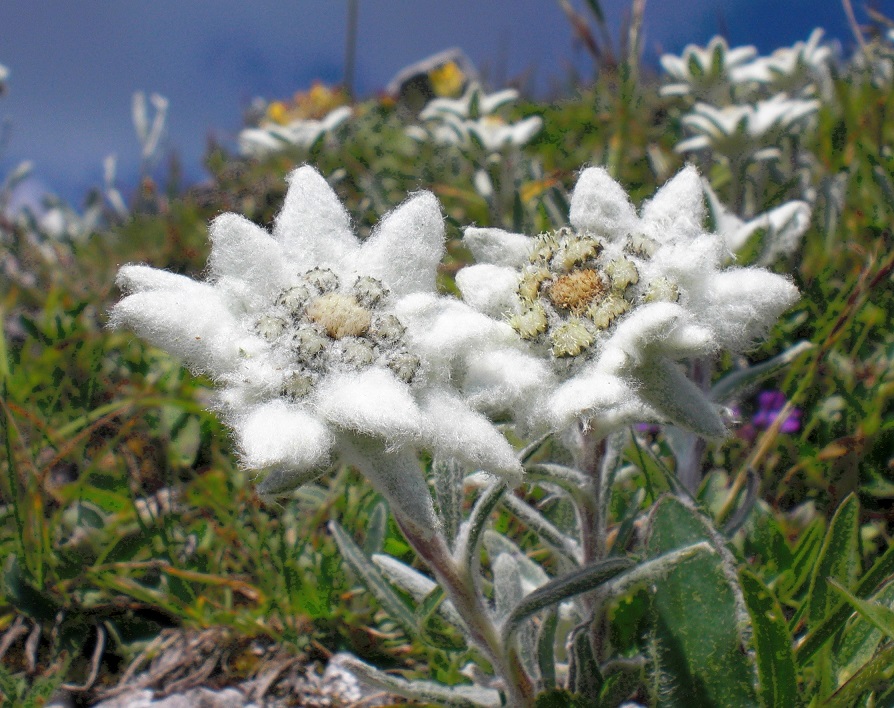 07-01-2015 Leontopodium alpinum.jpg