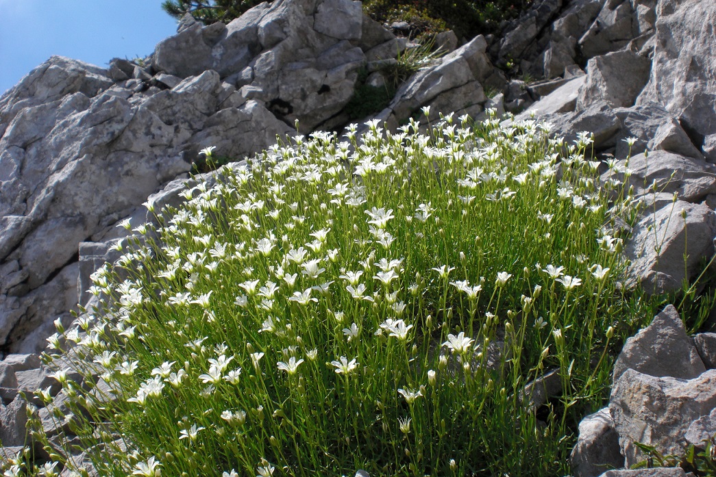 07-01-2015 Minuartia austriaca.jpg