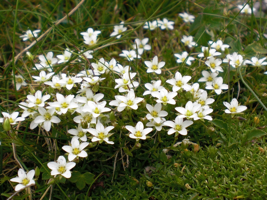 07-01-2015 Moehringa ciliata.jpg