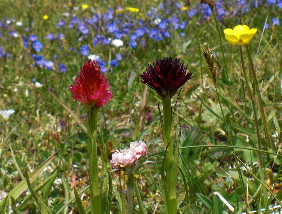 07-01-2015 Nigritella minor und nigra.jpg