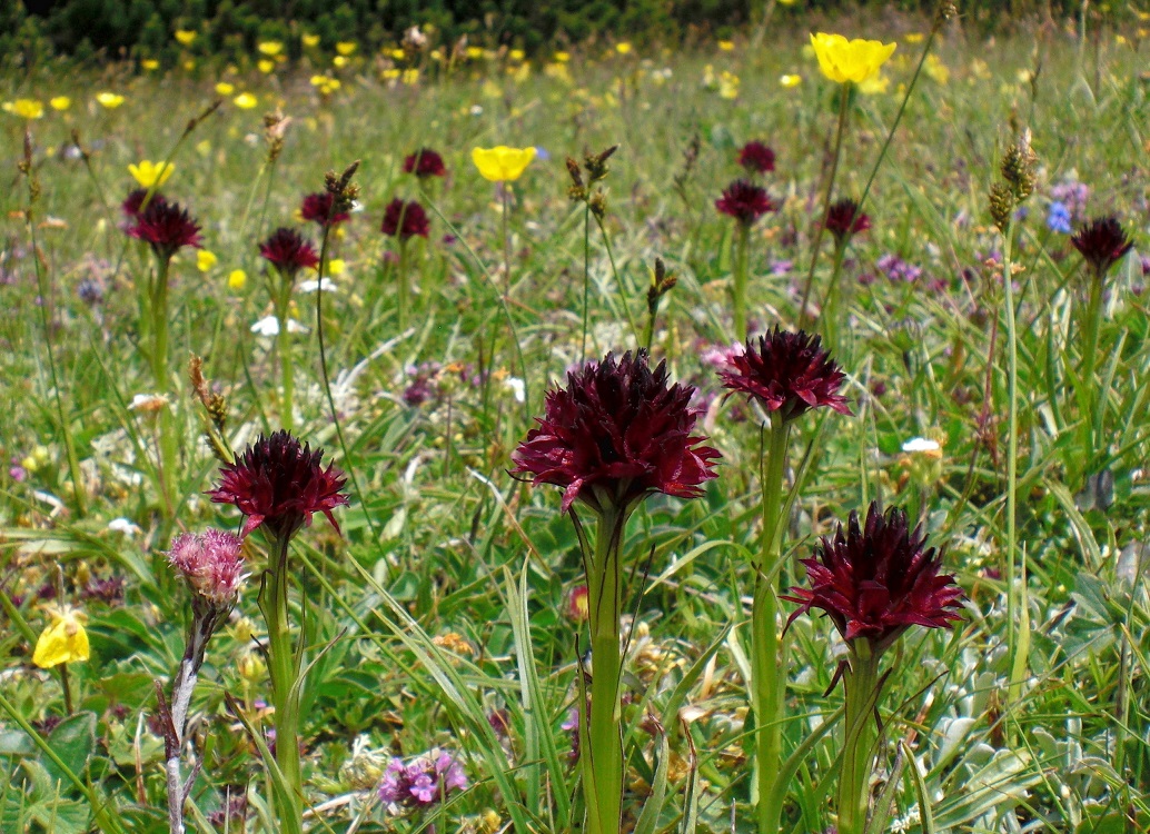 07-01-2015 Nigritella nigra  (subsp. austriaca).jpg