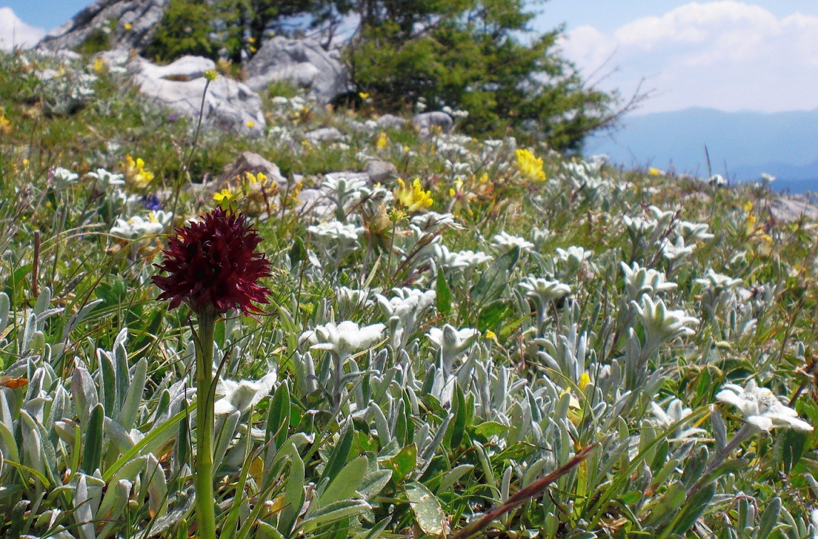 07-01-2015 Nigritella nigra (subsp. austriaca) und Edelweiß.jpg