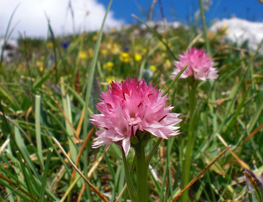 07-01-2015 Nigritella widderi.jpg