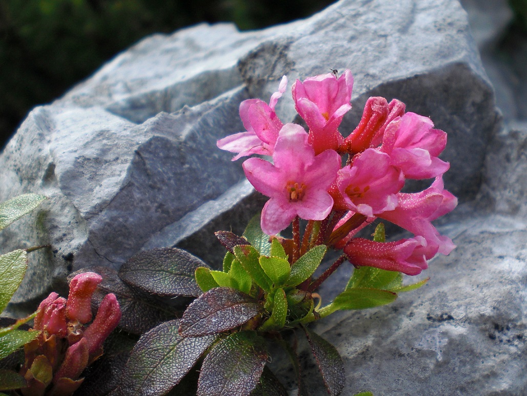 07-01-2015 Rhododendron hirsutum.jpg
