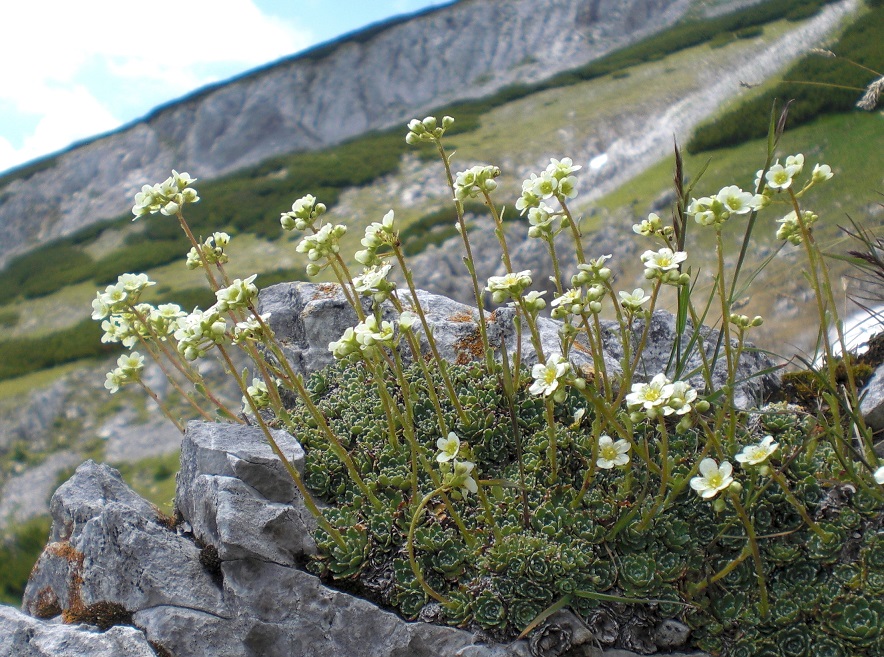 07-01-2015 Saxifraga paniculata.jpg