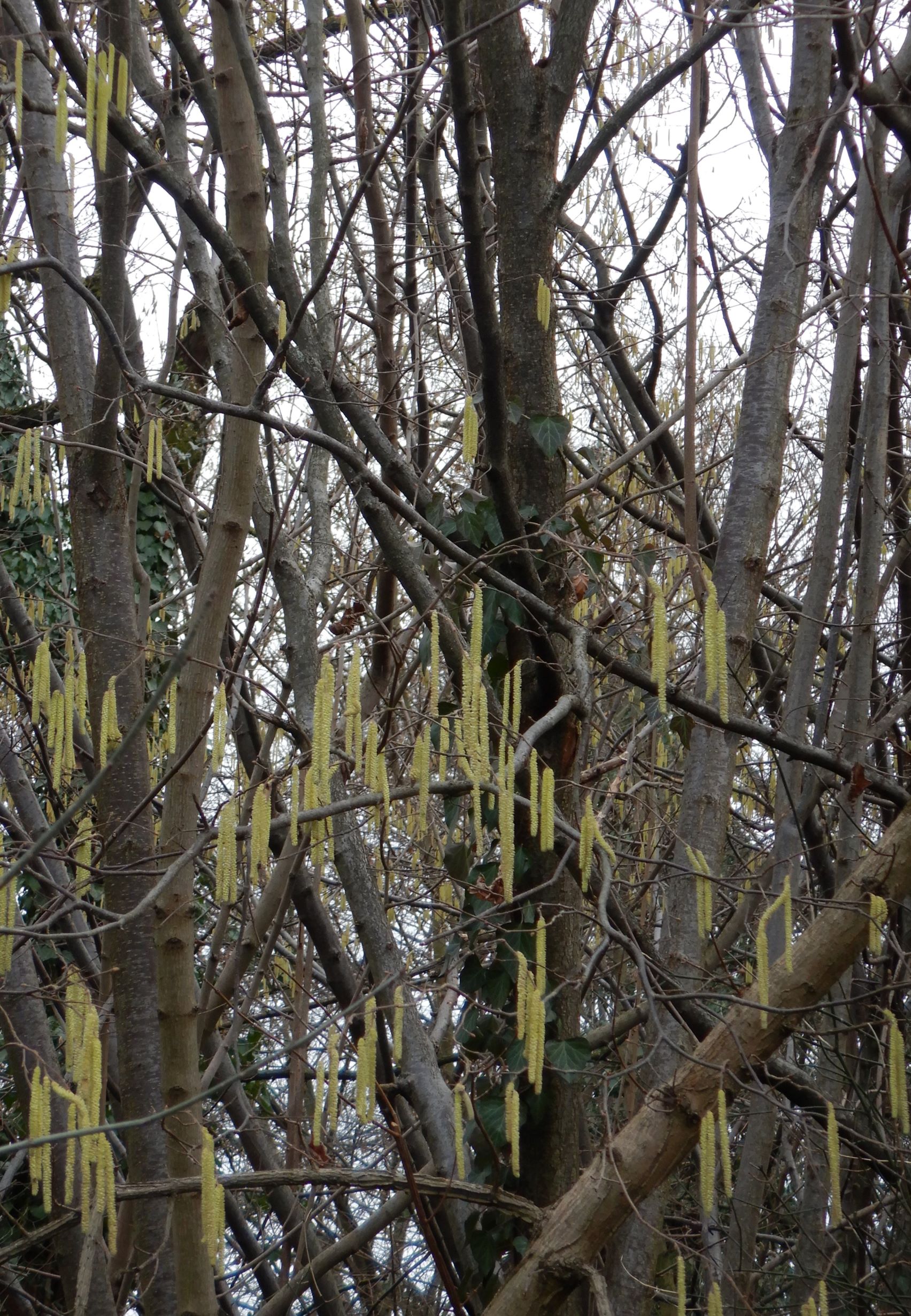 DSCN3620 (2) 2022-01-08 phäno marchegger schloss-au haselblüte corylus avellana.JPG