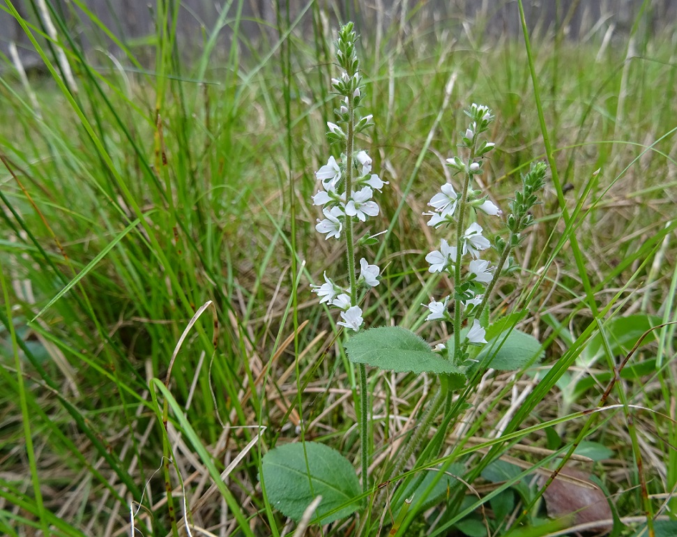 06-17-2020 Föhrenwälder Steinfeld Nö.JPG