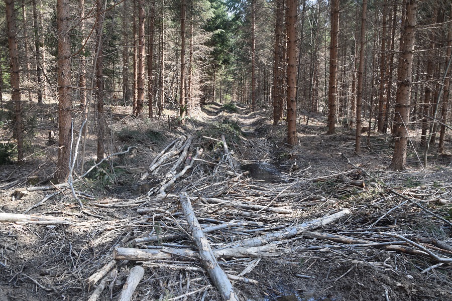 Wienerwald - 27032021 - (13) - Weg B - geschlägerter Wald.JPG