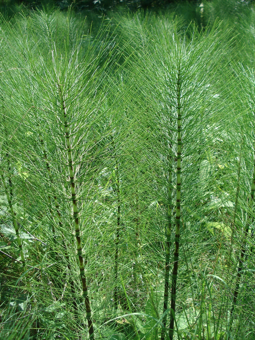 Equisetum.telmateia.N-Erlaufbach. Trefflingfall.JPG