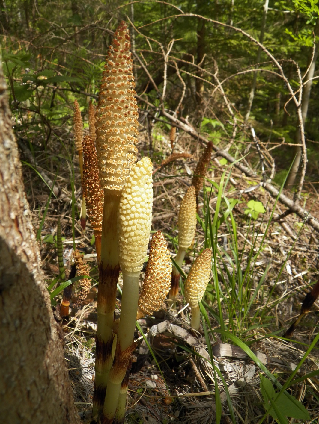 Equisetum.telmateia.Riesen-Sch.K-Südkärnt .W.Baier.JPG