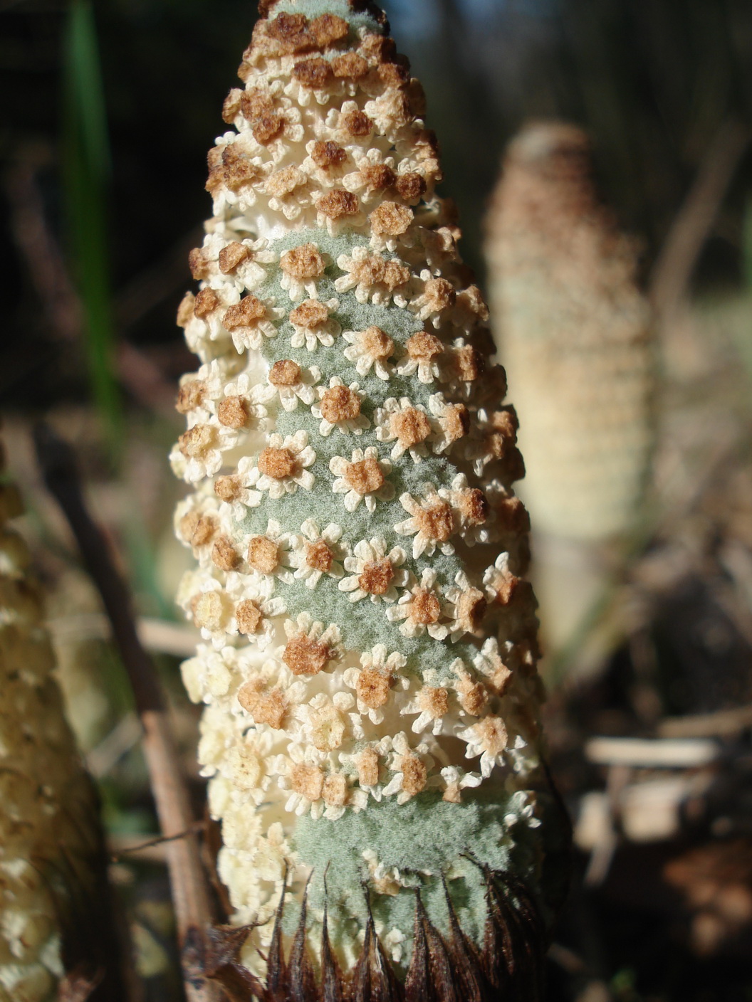 Equisetum.telmateia.Riesen-Sch.St-St.Johann.JPG