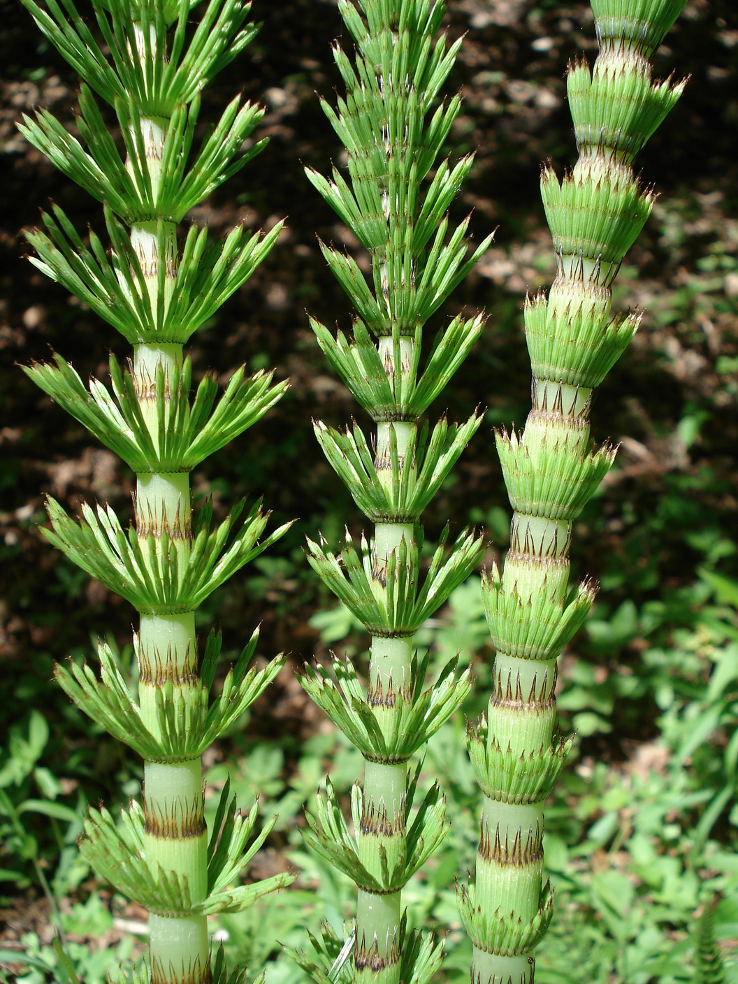 Equisetum.telmateia.St-Ehrenhausen .jpg